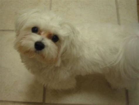 Cute Female Maltese 2 Years Old For Sale In Hillsboro Oregon