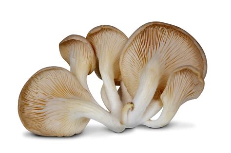 6 Impressive Benefits Of Oyster Mushrooms Oyster Mushroom Nutrition