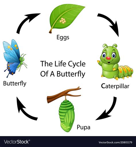 Life Cycle Of A Butterfly Royalty Free Vector Image