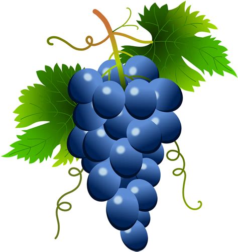 Grape Vector Png White Clipart Full Size Clipart 2048361 Pinclipart