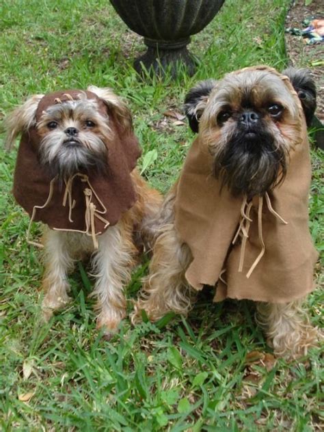 These Star Wars Dogs Say May The Fourth Be With You The Dog People By
