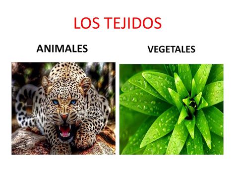 Tejido Vegetal Y Animal Ciencias Naturales