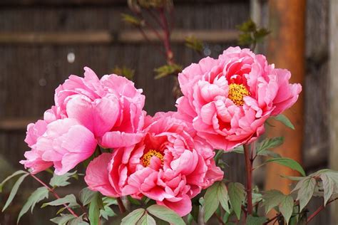 Peonies Care Tips How To Care For Peonies