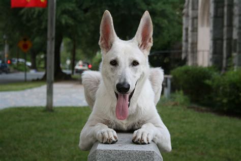 File2008 06 26 White German Shepherd Dog Posing 3 Wikipedia The