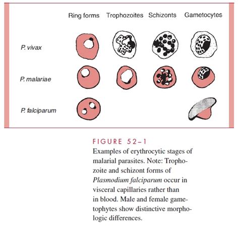 Plasmodia Parasitology