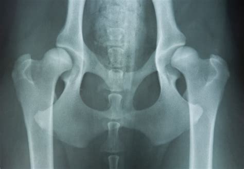 Hip Dysplasia In Dogs Great Pet Care