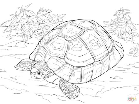 Tortoise Tattoo Coloring Pages Tattoo Templates