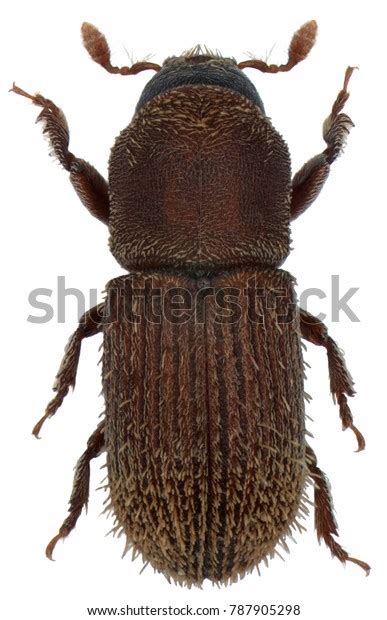 Pagiocerus Frontalis Insect Belonging Bark Beetles 库存照片（立即编辑）787905298