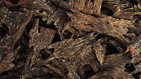 Having a classic oudh fragrance, it has a deep, earthy, musky and potent aroma, it blends well with all oils and has warming. serawak oud agarwood double super price per kilogram ...