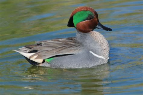 Green Winged Teal Green Winged Teal Duck Hunting Gear Waterfowl