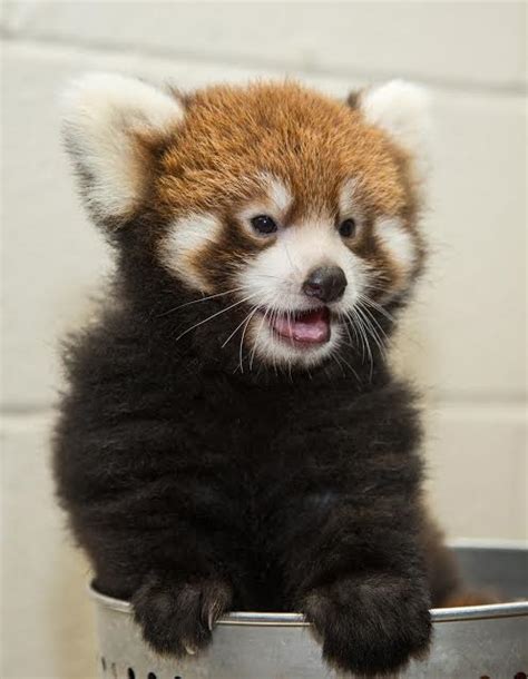 Red Panda Cub Arrives At Nashville Zoo Animal Fact Guide