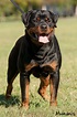 German Rottweiler Working * You can get additional details about pet ...