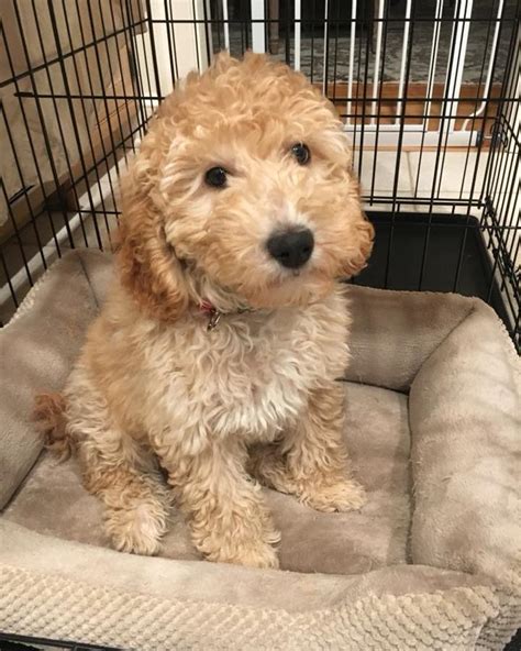 Pictures of goldendoodle colors apricot everything doodle. Leeda - Mini Goldendoodle Puppies Available