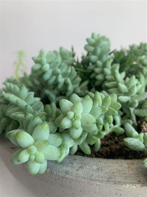 any-idea-of-what-type-of-succulent-is-this-whatsthisplant