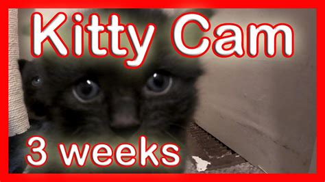 Kitten Cam Rescued Cats Kittens 😸 Youtube