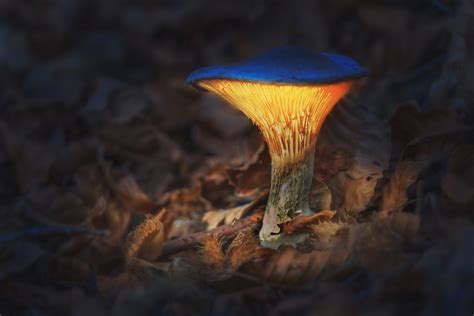 How to create a surface mushroom biome and have the truffle npc move in! Glowing Mushroom | JuzaPhoto