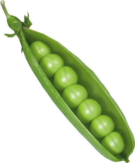 Pea Png 10 Free Cliparts Download Images On Clipground 2024