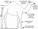 Fun Camel Facts for Kids