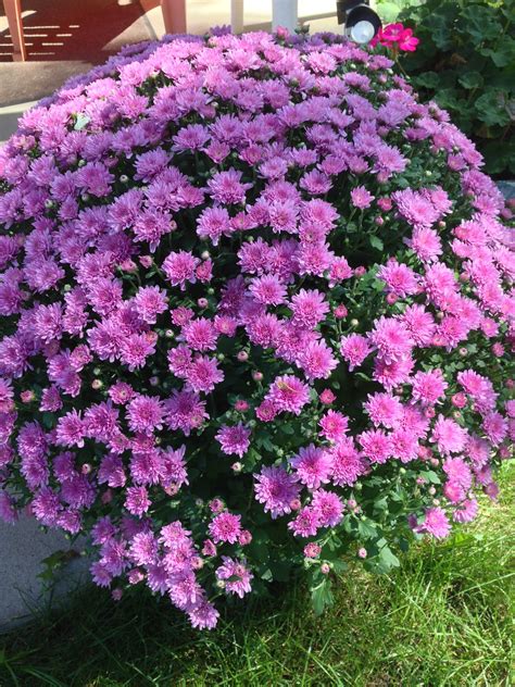 Purple Mums Mums Are One Of My Favorite Flowers There Are From My