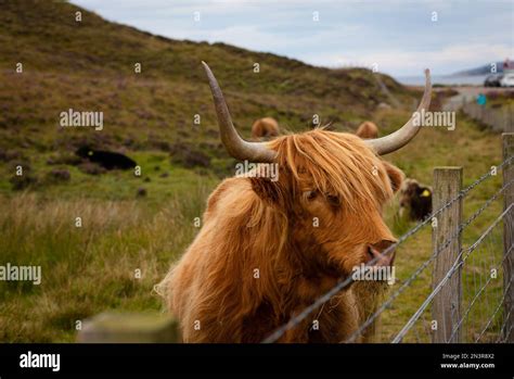 Highland Cow On The Isle Of Skye Scotland Stock Photo Alamy