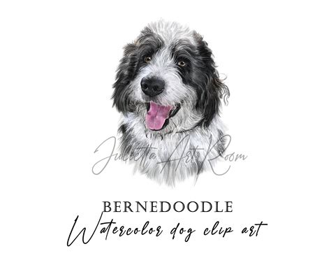 Bernedoodle Watercolor Png Clipart Doodle Dog Clipart Etsy Australia