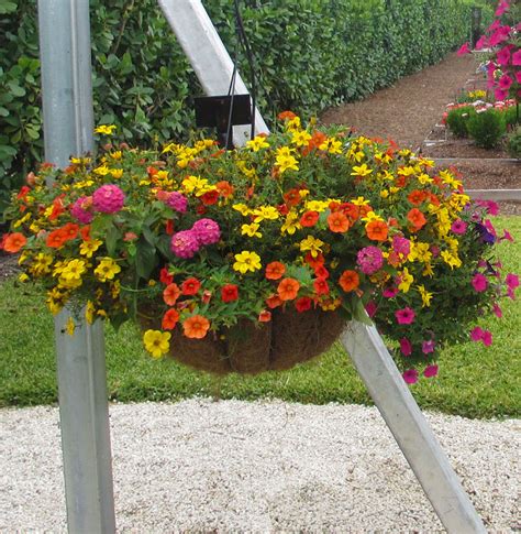The smaller the vessel, the more water the plant needs to keep the soil moist. Hanging Baskets Ideas | Costa Farms