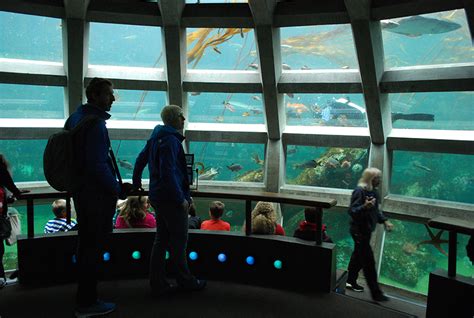 Seattle Aquarium A Peek Inside Puget Sound And Beyond
