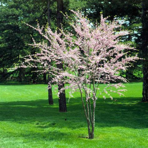 Ornamental Flowering Trees For Small Gardens Buy Ornamental Cherry
