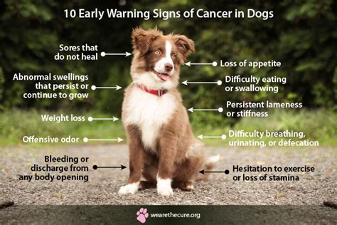 10 Early Warning Signs Of Cancer In Dogs Artofit