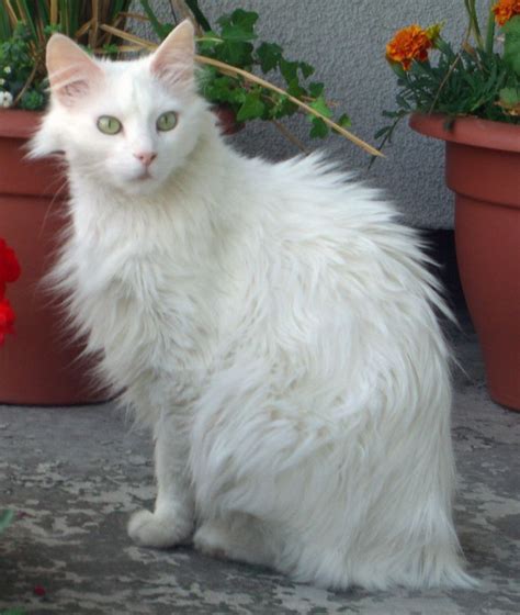 White Turkish Angora Cats Long Hair Click To See More Funny Cats