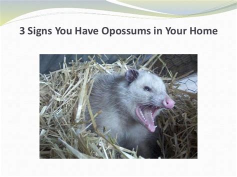 3 Signs You Have Opossums In Your Home