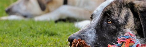Ответьте на вопросы к тексту письменно. Hund Alleine Zuhause Macht Alles Kaputt