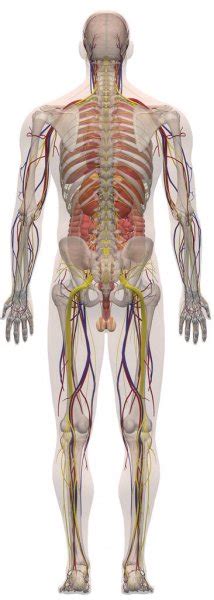 It stretches to store urine and contracts to release urine. Picture: diagram of human body organs front and back ...