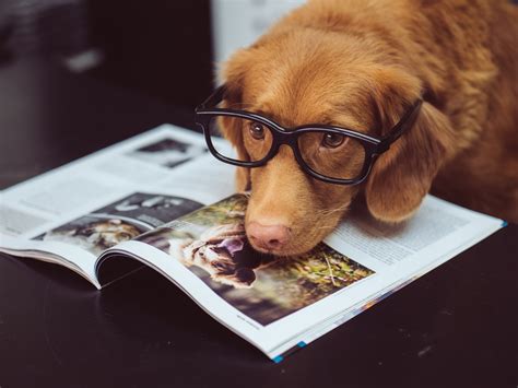 What Are The Ten Smartest Dogs The Gemini Geek
