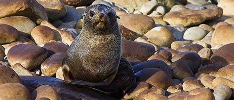 Marine Life In New Zealand