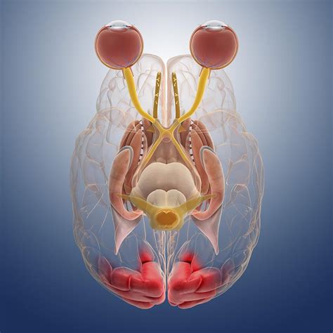 Brain And Eye Anatomy Artwork Photograph By Science Photo Library