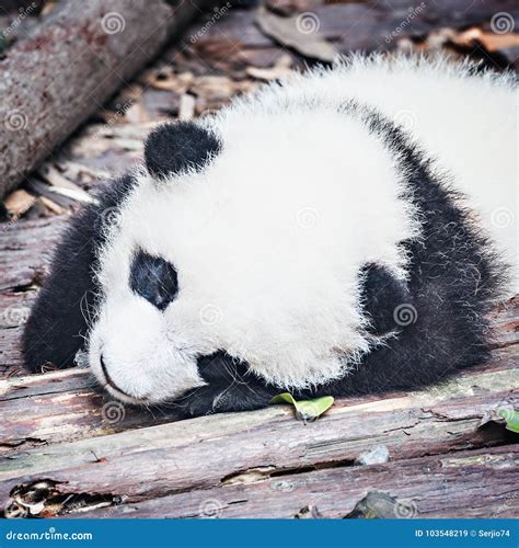 Baby Of Giant Panda Stock Image Image Of Rest Chinese 103548219
