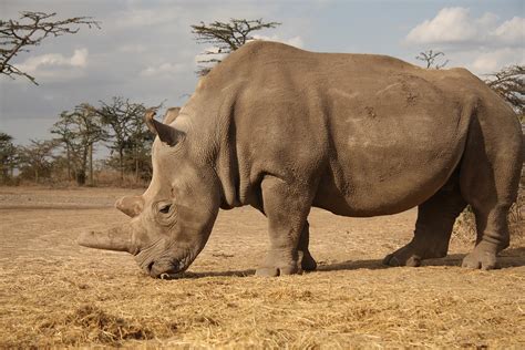 Northern White Rhino International Rhino Foundationinternational