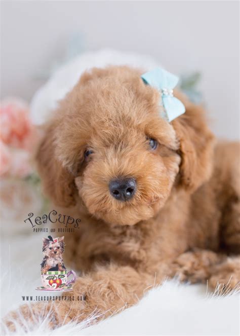 Red Poodle Puppies In Davie Florida Teacups Puppies And Boutique