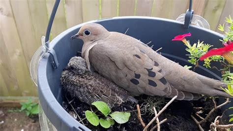 Mourning Dove Nesting In Flower Pot Video 3 Youtube