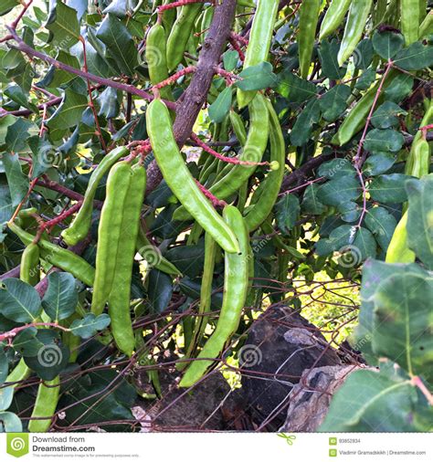 Green Seed Pods Growing On A Carob Tree Stock Photo Image Of