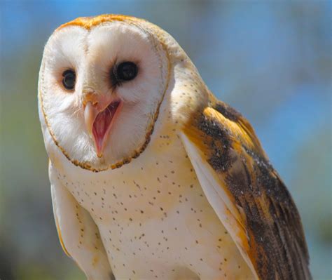 15 Photos That Prove Owls Are The Most Expressive Animals Cottage Life