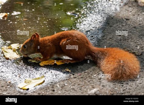 Eurasian Red Squirrel Sciurus Vulgaris Stock Photo Alamy