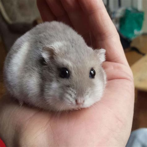 Almost Years Old Nelis Says Hi Hamster Pics Baby Hamster