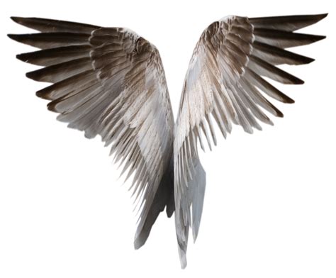 Wing Clip Art Wings Png Png Download 900745 Free Transparent