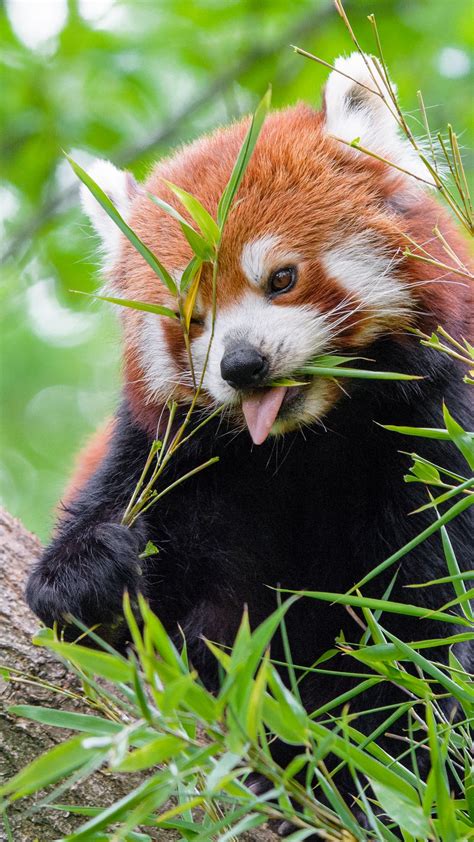 Download Wallpaper 1080x1920 Red Panda Fire Panda Protruding Tongue