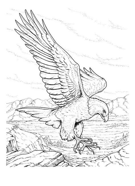 printable bald eagle coloring pages  kids