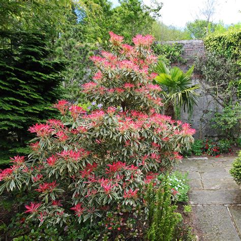 evergreen shrubs for shade that look good all year