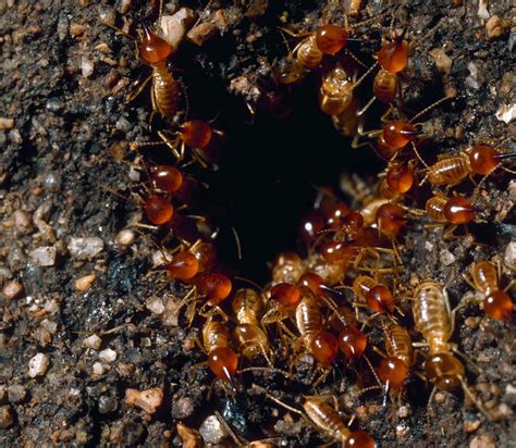 Termites Guardians Of The Soil The New York Times