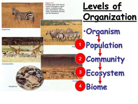 Ppt Levels Of Organization Organism Population Community Ecosystem